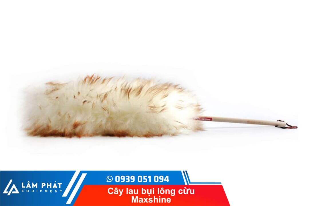 Cây lau bụi lông cừu Waxshine